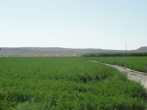 From Sultan Hani to Karapinar: large plains intensively cultivated thanks to irrigation