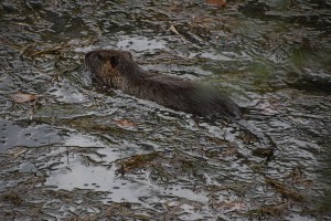 Muskrat in the holy springs of Dion 