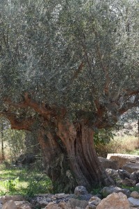 Several hundred years ols olive tree next to the amphitheatre of Sparta
