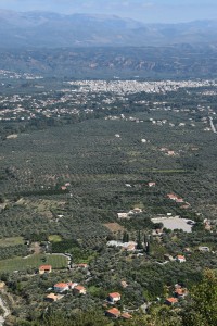 Sparti in the midst of olive groves